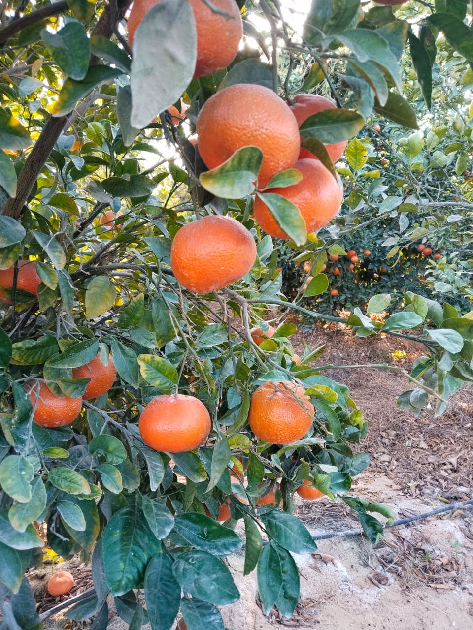 Aton Green Egypt Fresh Fruits & Vegetables